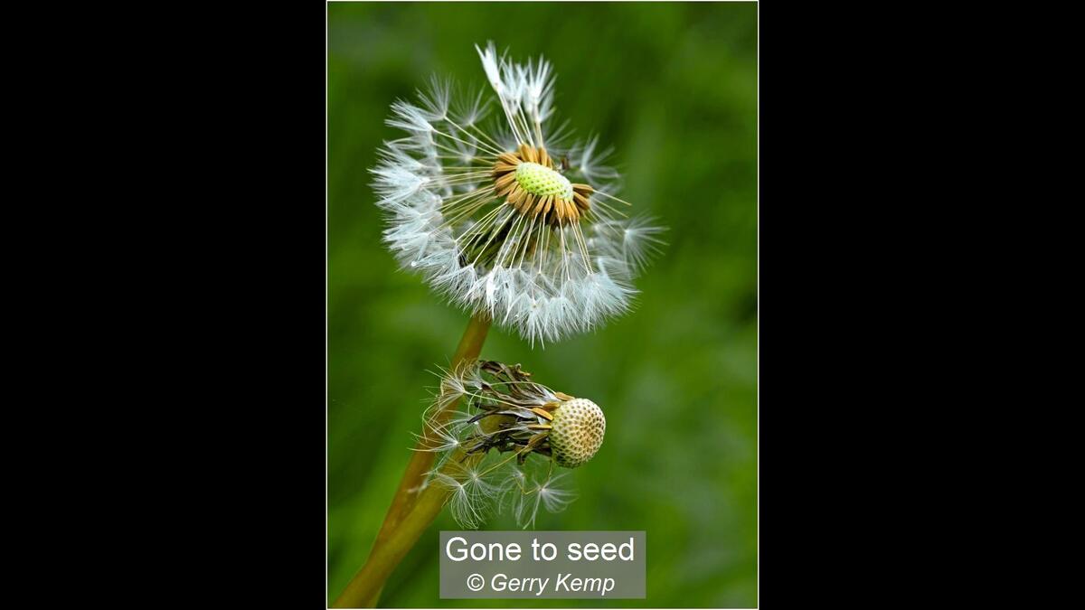 02_Gone to seed_Gerry Kemp